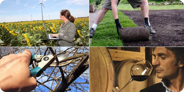 Professionisti e tecnici del settore agrario e forestale